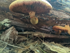 Gymnopilus junonius