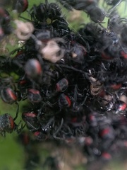 Parawixia bistriata