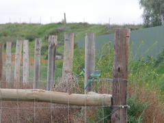 Barnardius zonarius barnardi