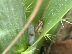 Scinax nasicus