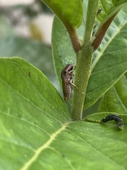 Proconiini