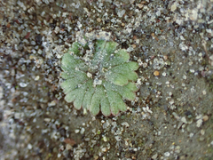 Riccia frostii