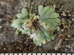 Riccia frostii