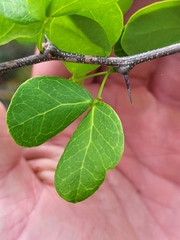 Pithecellobium unguis-cati