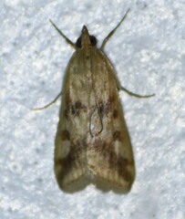 Achyra bifidalis