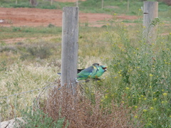 Barnardius zonarius barnardi