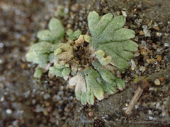 Riccia frostii