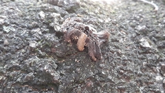 Phobetron hipparchia