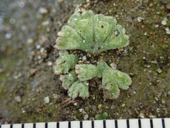 Riccia frostii