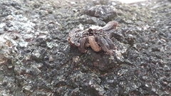 Phobetron hipparchia