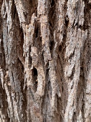 Eucalyptus guilfoylei