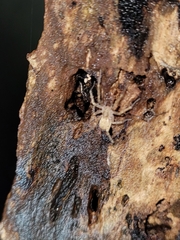 Anyphaena