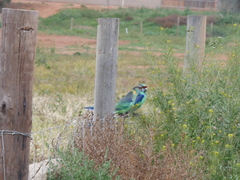 Barnardius zonarius barnardi