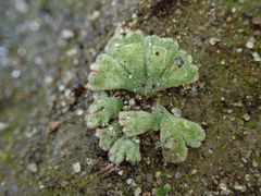 Riccia frostii