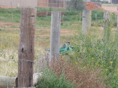 Barnardius zonarius barnardi