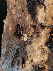 Anyphaena