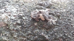 Phobetron hipparchia