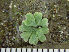 Riccia frostii