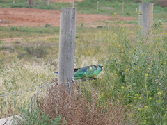 Barnardius zonarius barnardi