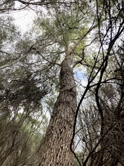 Eucalyptus guilfoylei