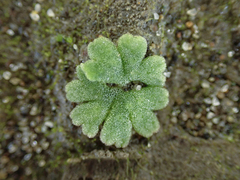 Riccia frostii