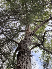 Eucalyptus guilfoylei