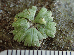 Riccia frostii