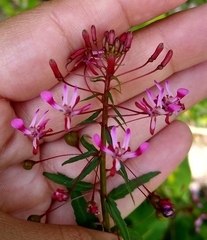 Lopezia racemosa