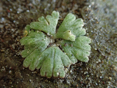 Riccia frostii