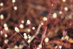 Alternanthera brasiliana