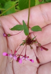 Lopezia racemosa