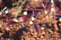 Alternanthera brasiliana