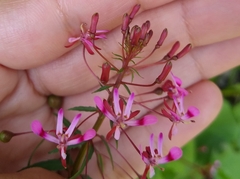 Lopezia racemosa