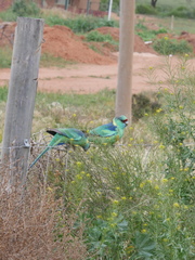 Barnardius zonarius barnardi