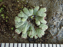 Riccia frostii