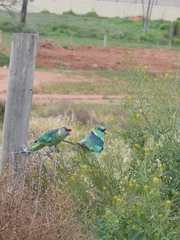 Barnardius zonarius barnardi