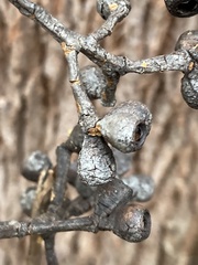 Eucalyptus guilfoylei