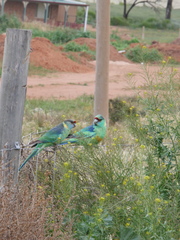 Barnardius zonarius barnardi