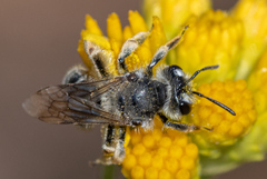 Andrena isocomae