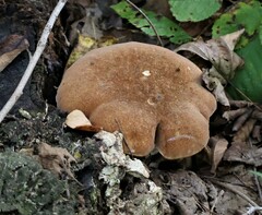 Polyporus radicatus
