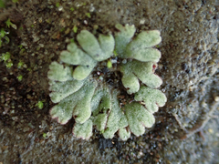 Riccia frostii