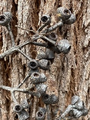 Eucalyptus guilfoylei