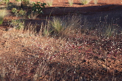 Alternanthera brasiliana