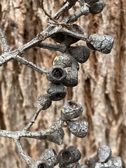 Eucalyptus guilfoylei