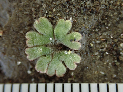 Riccia frostii