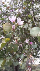 Bauhinia variegata