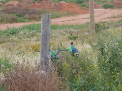 Barnardius zonarius barnardi