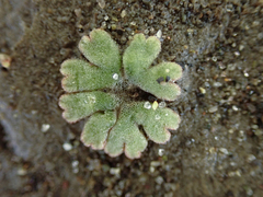 Riccia frostii