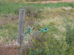 Barnardius zonarius barnardi