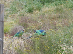 Barnardius zonarius barnardi